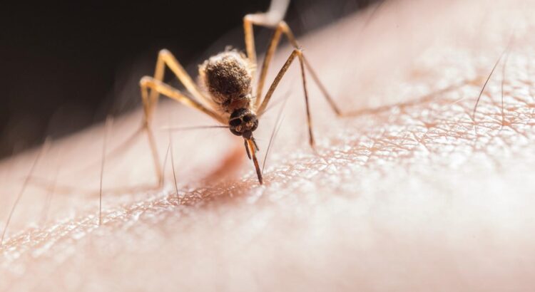 Santé : Nos astuces pour prévenir et apaiser les boutons de moustiques