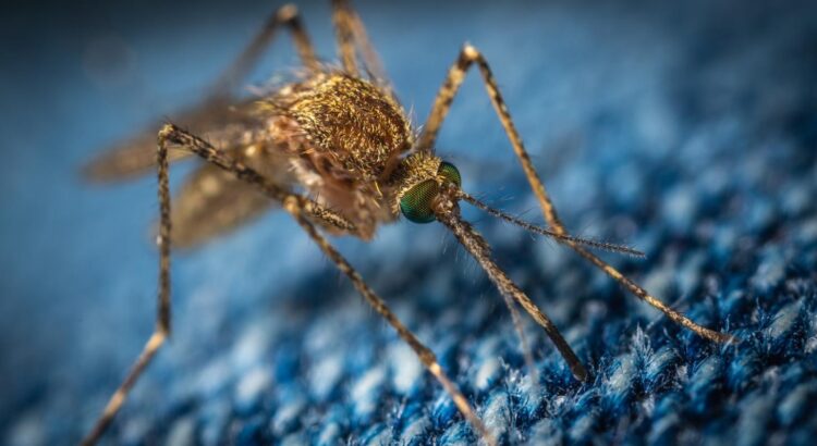Santé : Les astuces naturelles pour éloigner les moustiques