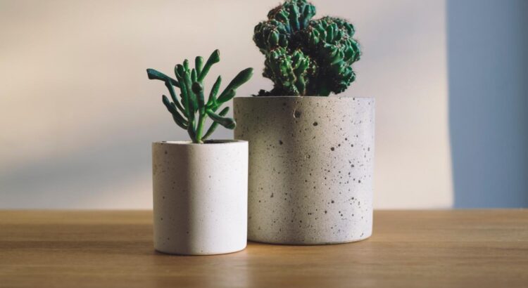 3 plantes increvables pour décorer ton appartement à petits prix